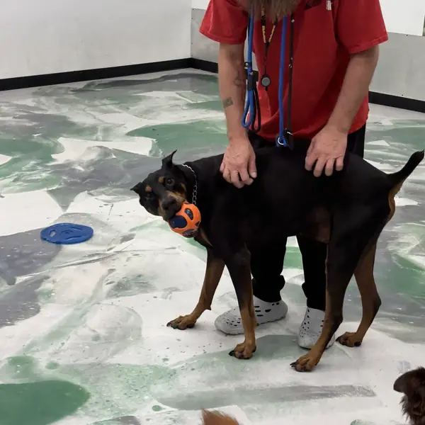 Dog enjoying group play at K9 Rox Club